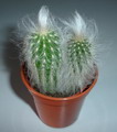 Crested Old Man of Mexico, Crested White Persian Cat Cactus
